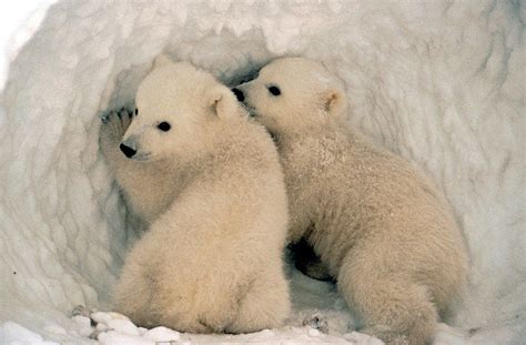 Climate Change Causing Polar Bear Birth Rates to Decline | Marine Science Today