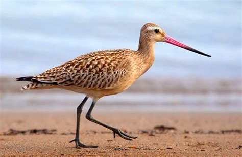 Sandpiper - Description, Habitat, Image, Diet, and Interesting Facts