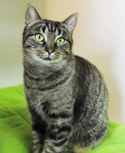 Brown County Humane Society | Cat of the Week - 12-19-16