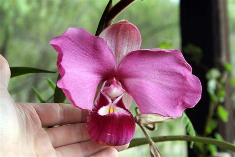 What’s on Your Botanical Bucket List? | Rare orchids, Desert plants, Orchids