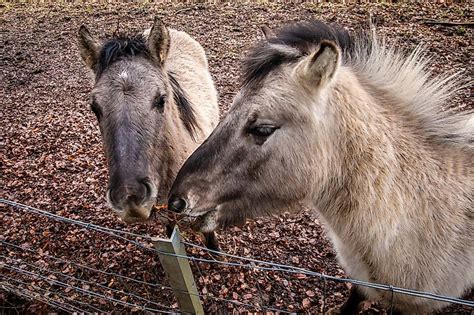 What Is A Hinny? - WorldAtlas