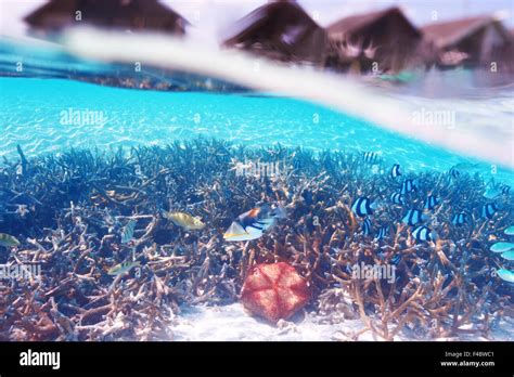 Coral reef at Maldives Stock Photo - Alamy