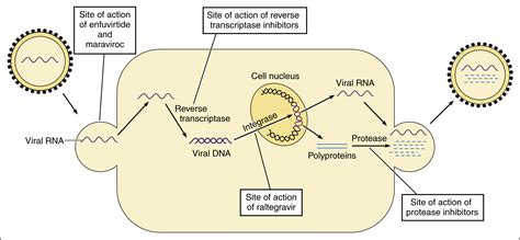 nrti mechanism of action - Captions Ideas