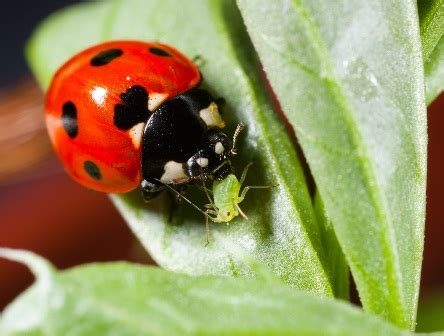 Chop Wood Carry Water Plant Seeds: Ladybugs - Natural pest control