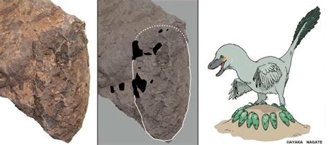 Research reveals a nest of exceptionally small non-avian theropod egg fossils