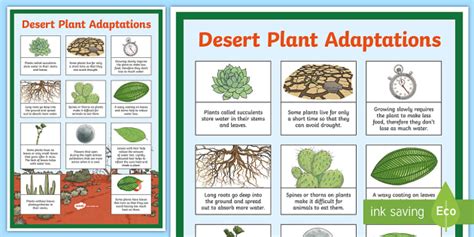 Desert Plant Adaptations Display Poster - desert plants, plants