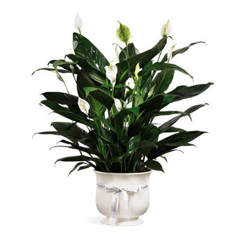 The FTD® Comfort Planter at Send Flowers