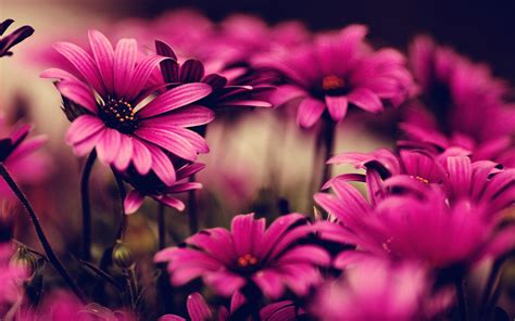 Awesome Flower Wallpapers - Top Free Awesome Flower Backgrounds ...