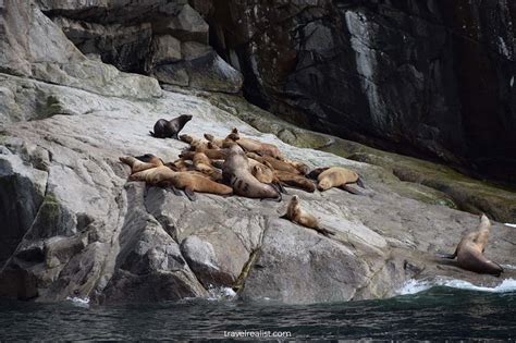 Kenai Fjords: Wildlife Cruise Guide - Travel Realist