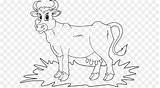 Sapi Mewarnai Perah Hewan Sketsa Tk Paud Kartun Warnai Menggambar Atas  sketch template
