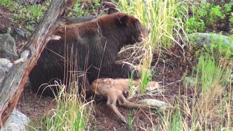 Grizzly Bear Eating Elk