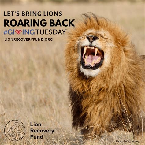 This #GivingTuesday, Give to Lions - Lion Recovery Fund