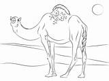 Desert Coloring Pages  70 Pictures Free Printable sketch template