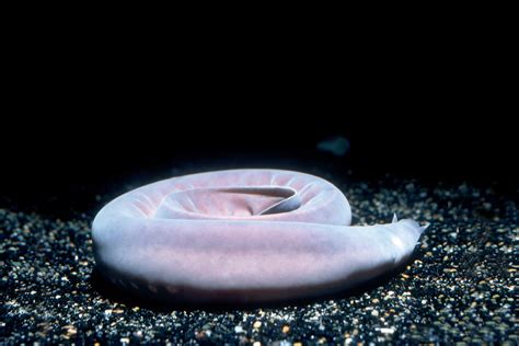 Pacific hagfish | Animals | Monterey Bay Aquarium