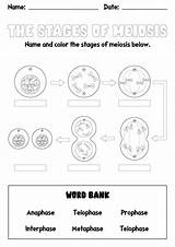 17 Phases Of Meiosis Worksheet  Free PDF At worksheetocom sketch template