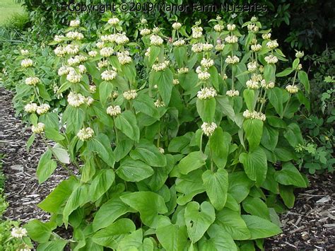 PHLOMIS russeliana – Manor Farm Nurseries