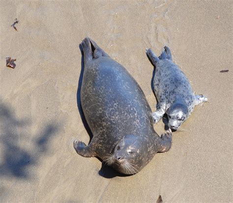 Too cute harbor seal pups and sea otter pup turns 50 days old – Loyalty ...