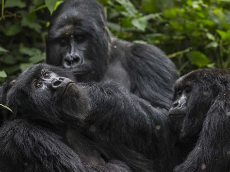 A new study finds that chimpanzees and gorillas can form lasting ...