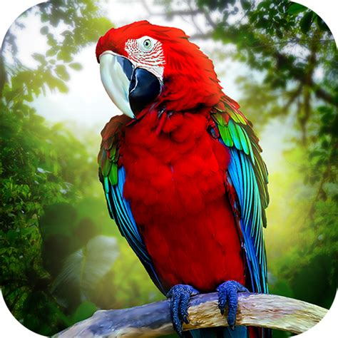 Amazon.com: Parrot Simulator: Junngle Bird Survival : Apps & Games