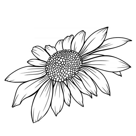 Line Art Flowers, Line Flower, Daisy Flower, Flower Art, Daisy Drawing, Flower Drawing, Line ...