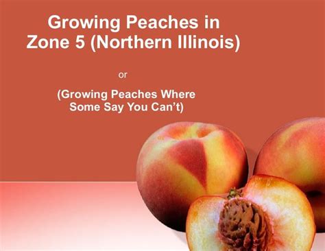 Growing Peaches In Climate Zone 5 | Peach, Growing peach trees, Peach tree care