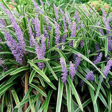 Liriope 'Big Blue' for Sale Online – Greener Earth Nursery