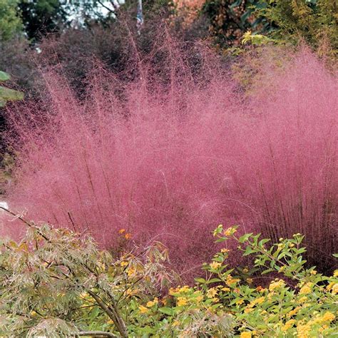 Pink Muhly Grass | Jackson & Perkins