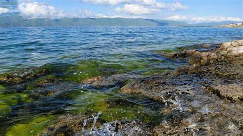 Lake Sevan beaches under algae-related water warnings - Panorama | Armenian news