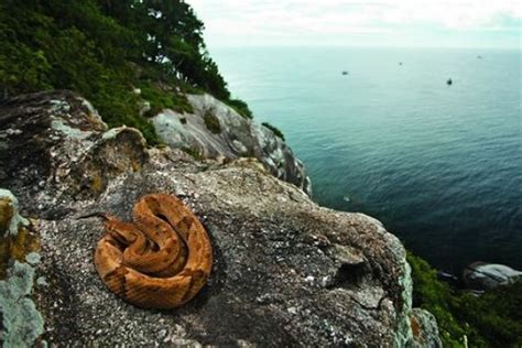 5 Fakta Ngeri Snake Island, Pulau Paling Mematikan di Dunia!!! ~ Fakta Unik