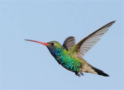 Hummingbird | Kansas Wildlife Federation