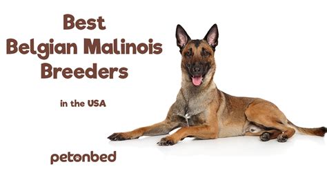 8 Best Belgian Malinois Breeders in the USA! (2021) • Pet on Bed