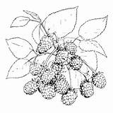Blackberry Coloring Pages Printable For Free Download sketch template