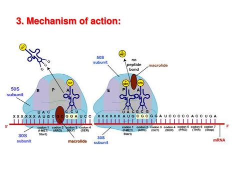 Macrolide Mechanism Of Action - slidesharetrick