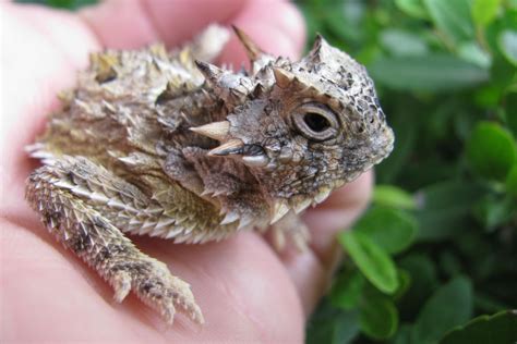 Desert Horned Lizard Predators