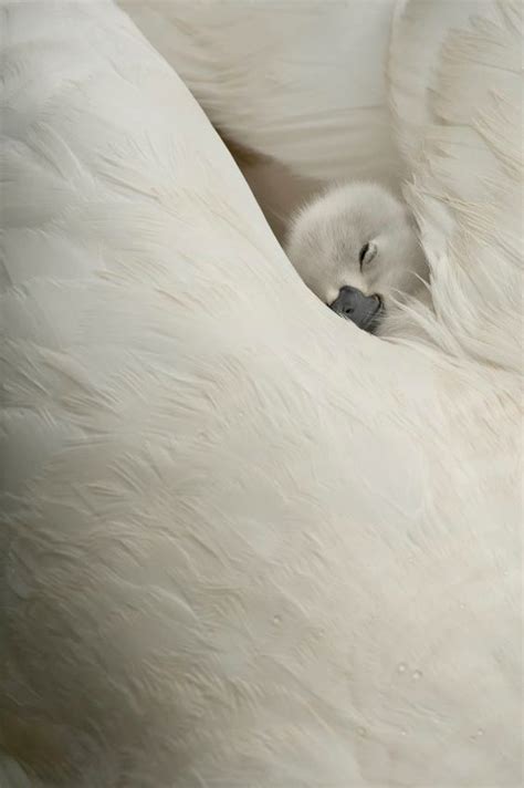 A Woman in Science Swans, Pet Dogs, Dog Cat, Funny Animals, Cute Animals, Baby Swan, Baby Animal ...