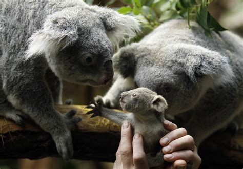 Baby Koala