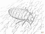 Potato Bug Coloring Pages sketch template