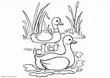 Pond Coloring Pages Ducks And Cattails  Free Printable sketch template