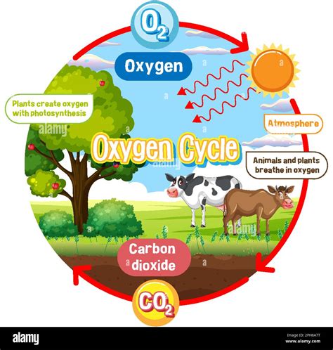 Oxygen Cycle Diagram for Science Education illustration Stock Vector ...