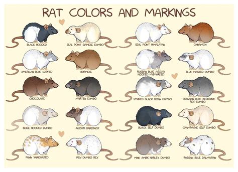 different types of cinnamon | First time Rat Owner Instruction Guide | Little Friends Rescue ...