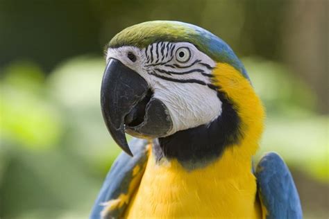 Scientists solve mystery of Talking Parrots, it’s the different Brain Structure