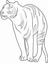 The Cutest Baby Tiger Coloring Page  Free Printable Pages For sketch template