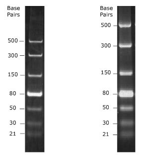 dsRNA Ladder | NEB