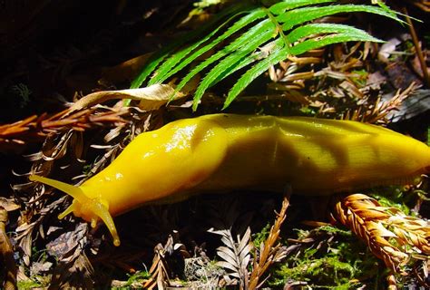 The Banana Slug - Danger Ranger Bear