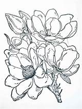Magnolia coloring pages sketch template