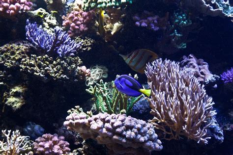 Coral reef | Parrot fish, Tropical fish, Coral reef