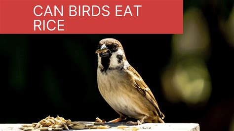 can you Feed Rice to Your Birds, Can birds eat Rice? - Zoological World