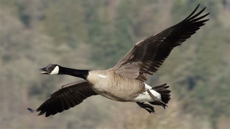 Goose Suddenly Realizes It Doesn’t Have To Honk Like An Idiot Entire Time It’s Flapping Wings