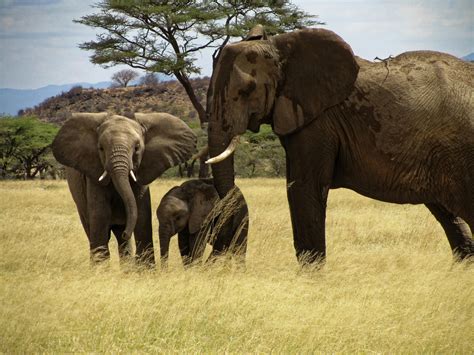 Free stock photo of elephant, family