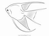 Angel Fish White Coloring Page For Kids  Free Angelfishes Printable sketch template